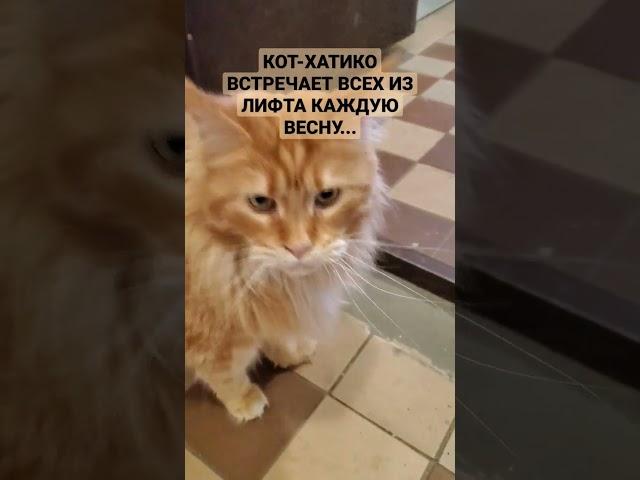 Кот Хатико