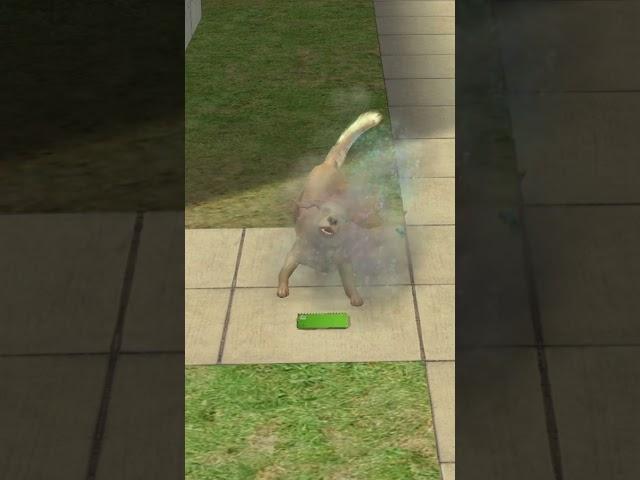 “Dog ate my homework”#shorts #thesims #thesims2 #dog #doglover #cosygames #sims4