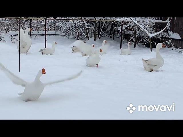 Как и когда мы объединяем Гусей/ Самый безопасный метод