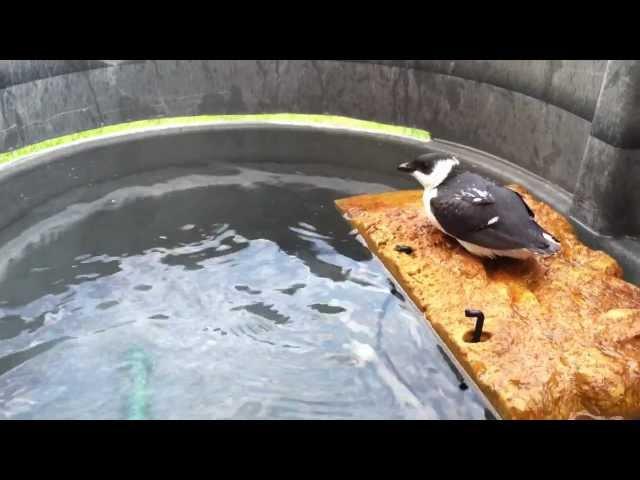 Dovekie at Wild Care Cape Cod