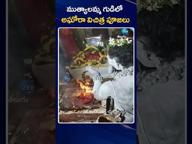 LadyAghori Special Pooja| Nagasadhu| | ముత్యాలమ్మ గుడిలో అఘోరా విచిత్ర పూజలు | ZEE Telugu News