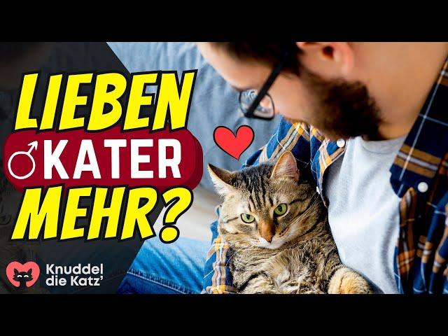 Lieben Kater ihre Menschen mehr als Katzen? 