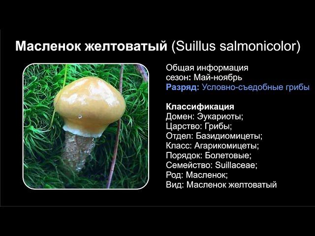 Масленок желтоватый (Suillus salmonicolor)