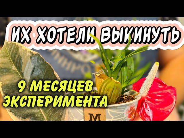 Их хотели выкинуть. 13 растений, 9 месяцев эксперимента. Что получилось?