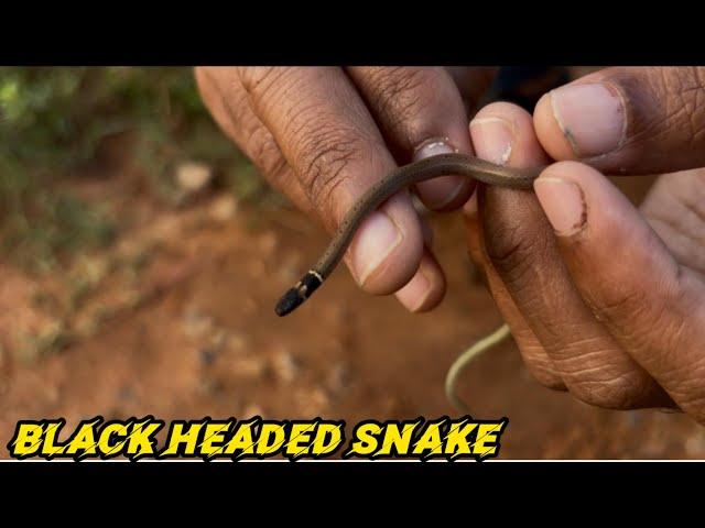 Black Headed Snake।New species।snakes of India।धुर नाग।