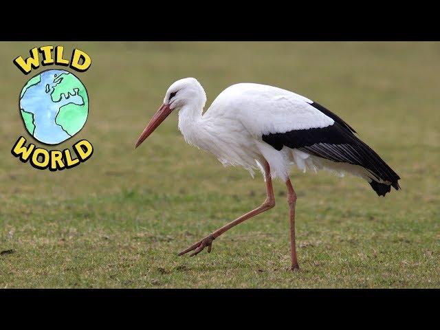 Wild World  - The White Stork | ZeeKay