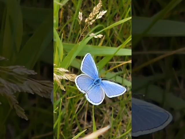 Beautiful Blue Butterfly Close-Up on the Tall Grass in South Dakota!! #pollinators #bluebutterfly