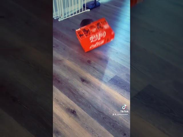 She was determined to get the food she smelled in the box #frenchieshorts #fyp #funny #determineddog
