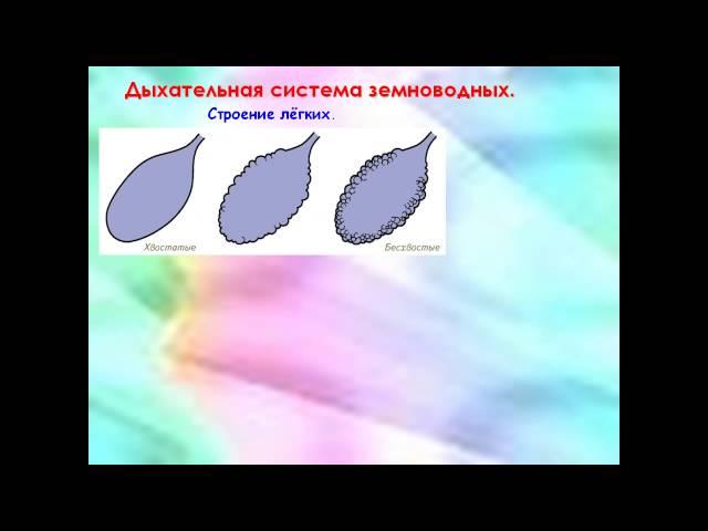 Внутреннее строение земноводных
