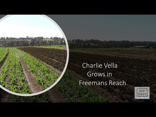 Charlie Vella Red Purple Kale Freemans Reach