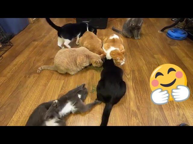 8 Cats + Big Pile of Catnip =