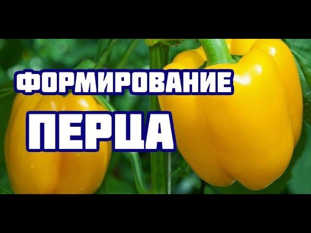 Формирование перца (все тонкости и нюансы формирования болгарского перца)