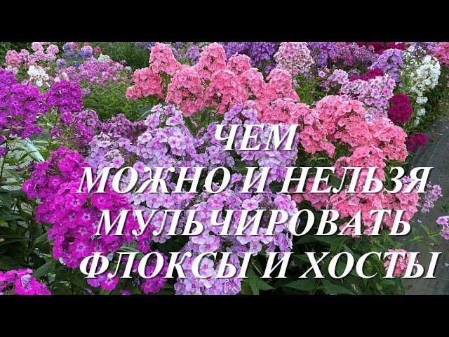 Чем можно и нельзя мульчировать хосты и флоксы, а также пару слов о фундазоле.