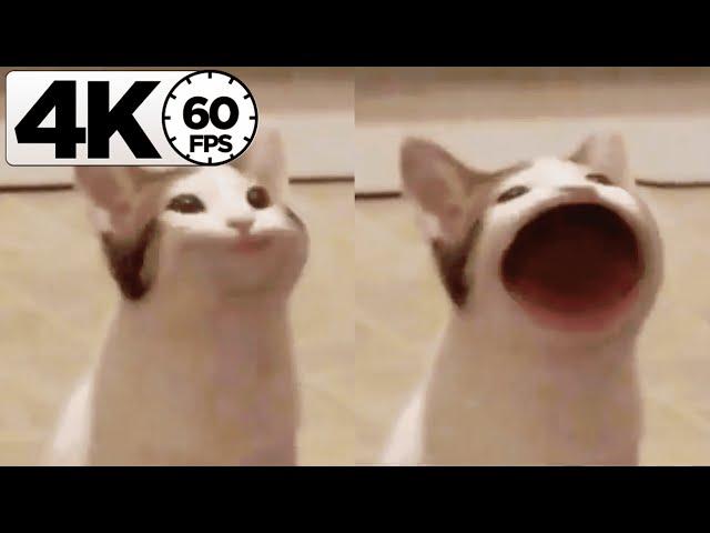 Pop Cat 「4K 60FPS」by Dalƒ