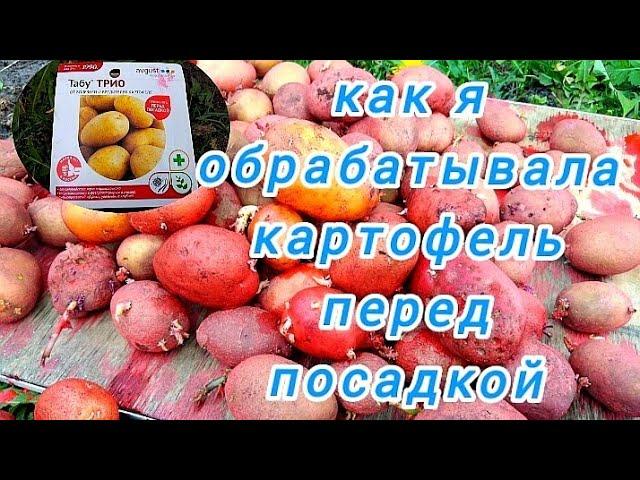 Как обработать картофель перед посадкой.