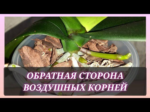 Воздушные корни у орхидеи. Ещё одна из причин, почему их может быть очень много и что делать?