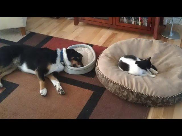  Impudence wins!  Funny video with dogs, cats and kittens! 