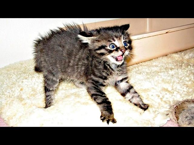 Cats Videos 2024  Cat Funny Videos − Funny Cat