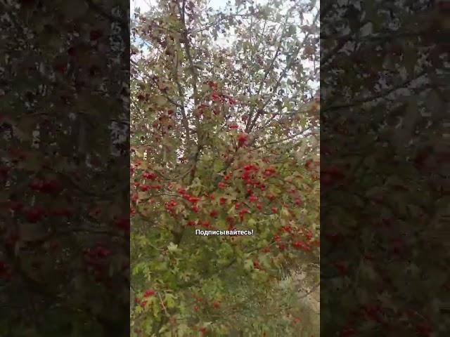 Боярышник/Как выглядит боярышник в природе.
