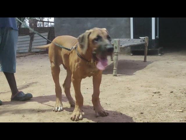 bully kutta gabar home breeding havvy bone