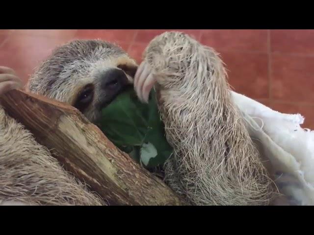 Sloths in Costa Rica- Cox and Kings