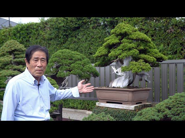 Masahiko Kimura's Bonsai garden