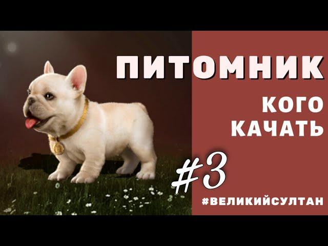 Кого качать? ПИТОМНИК #3. Игра Великий Султан. Питомцы. Животные.