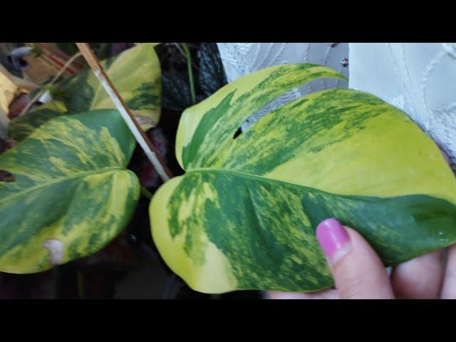 http://hostadnepr.com.ua #монстера  #monstera  YELLOW SPLASH #monsteravariegata  3 265 грн.