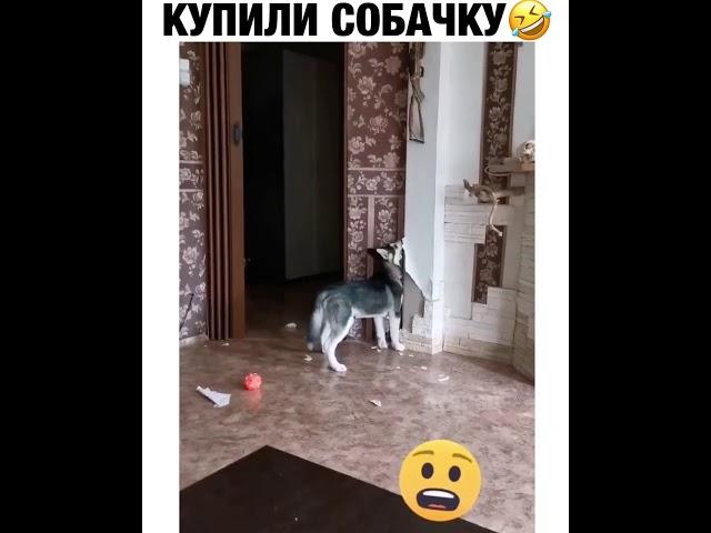 Купили собачку