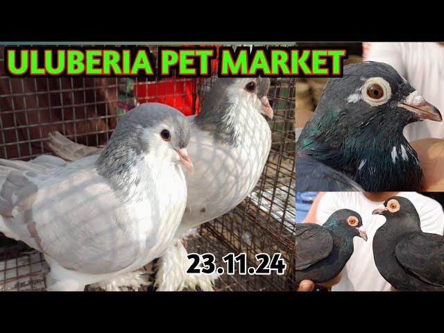 Uluberia Pet Market, Pigeon price update, Fancy Pigeon #pigeon #pet #bird #trending