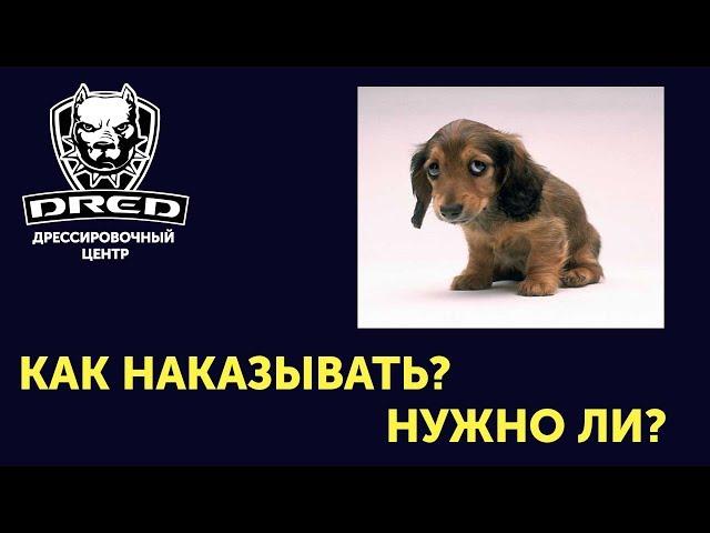 Как правильно наказать собаку?Когда наказывать собаку?Можно наказывать собаку?Можно бить собаку?