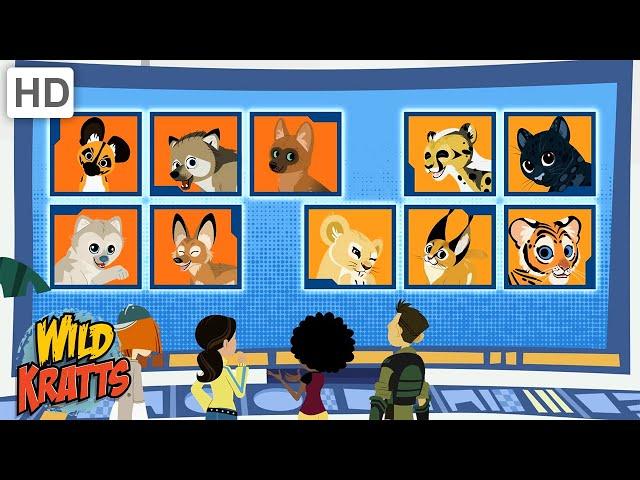 Who's Cuter? Puppies or Kittens? | Cats and Dogs | Wild Kratts