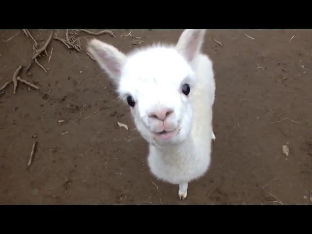  Cute and Adorable  Baby Alpacas 