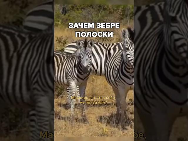 Почему зебра — чёрно-белая?