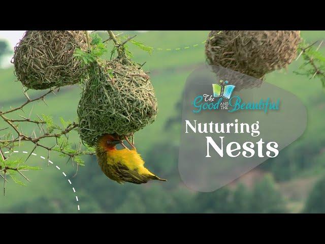 Nurturing Nests | Birds | The Good and the Beautiful