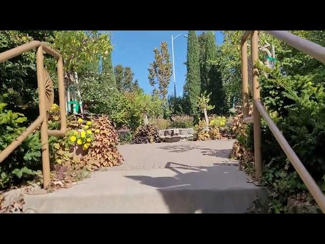 Walking through Lincoln, NE Sunken Garden after first frost of the year October 14, 2024