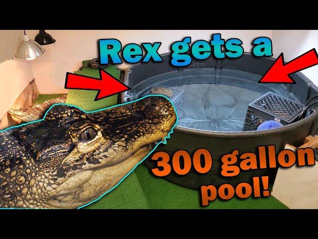 Giving our Alligator a Room Makeover!