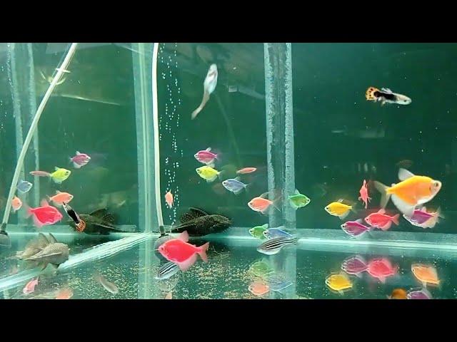 Review and feeding of aquarium fish on the breeding Breeding as a hobby