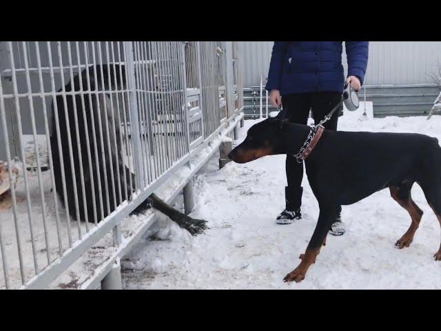 Волк и Доберман , Doberman vs Wolf , Doberman tore the wolf , the biggest wolf in the world