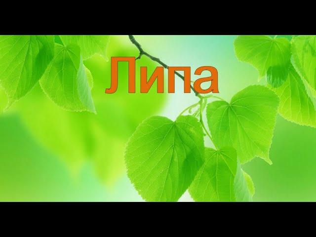 Липа.  Виды Липы