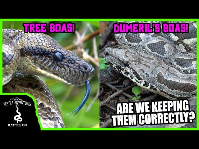 MADAGASCAR BOAS IN THE WILD! (Dumeril's Boas and Tree Boas - Are we keeping them correctly?)