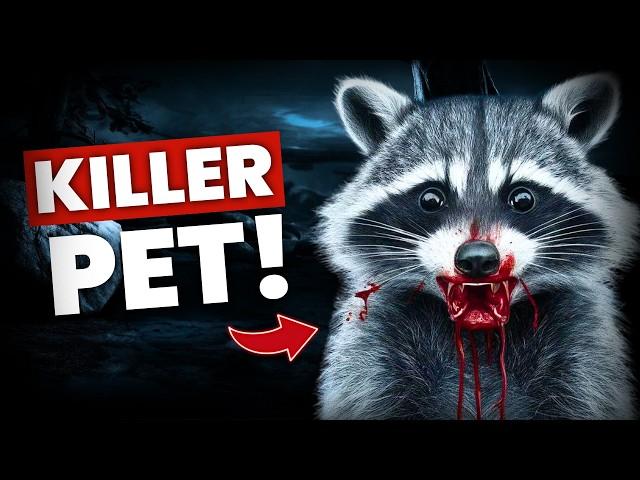 10 INTERESTING FACTS YOU NEVER KNEW ABOUT RACCOONS