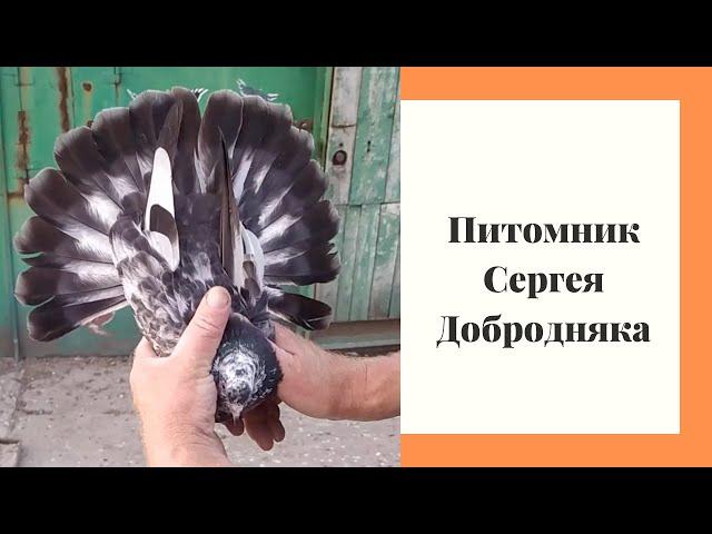 Горловка, - Огромное хозяйственное угодье. "Николаевские Голуби"