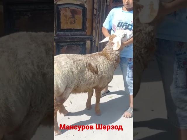 Срочно сотилади акалар +998999445976