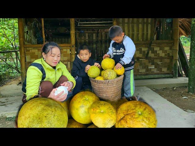 Harvest grapefruit to sell for money to buy ducklings to raise DANG THI DU