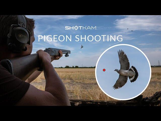 Decoying Pigeons (ShotKam Gen 3 Videos)