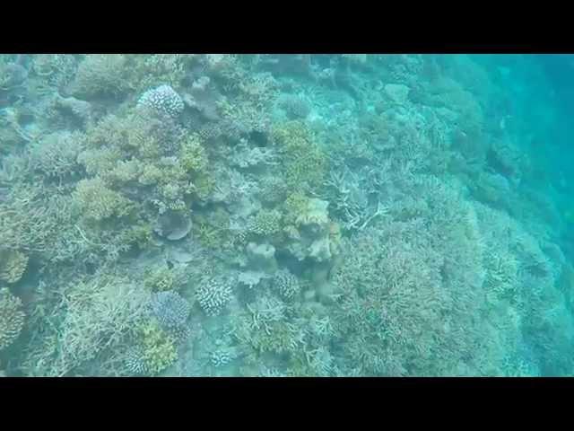 Athuruga 2015 - House reef + whale sharks