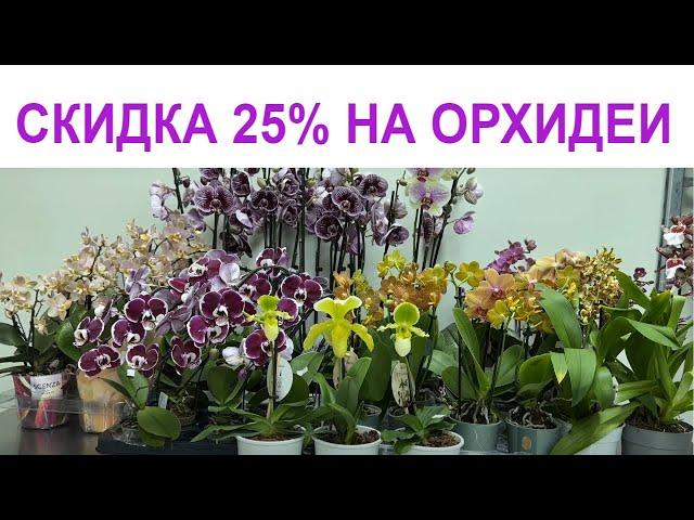  СКИДКА 25% на ОРХИДЕИ и 30% на КОМНАТНЫЕ РАСТЕНИЯ! 25.10.23 Купить орхидею