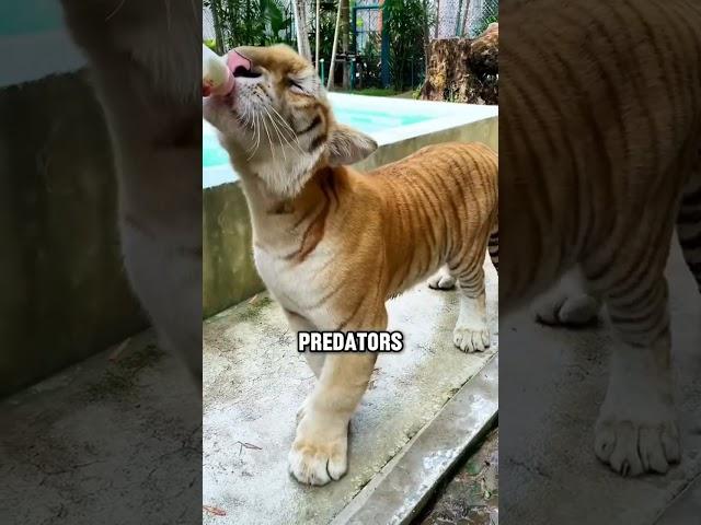 Golden Tiger: The Giant Orange Cat Nature Didn’t Mean to Make #animals #goldentiger #shorts