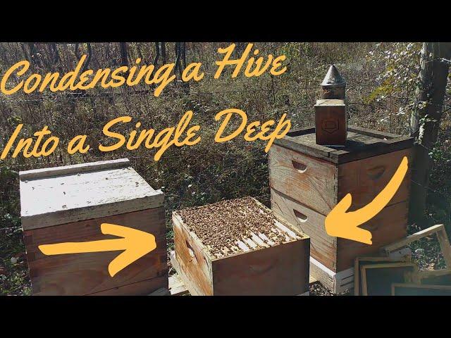 Reducing hive for better overwintering. Package vs Nuc.